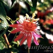 (c) Passiflorasite.nl